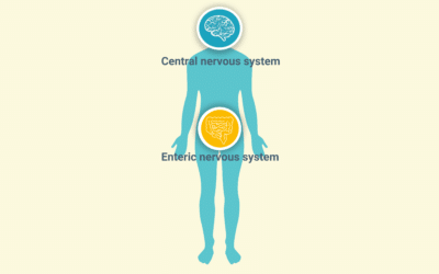 Enteric nervous system : Galanin’s role in gut-brain axis