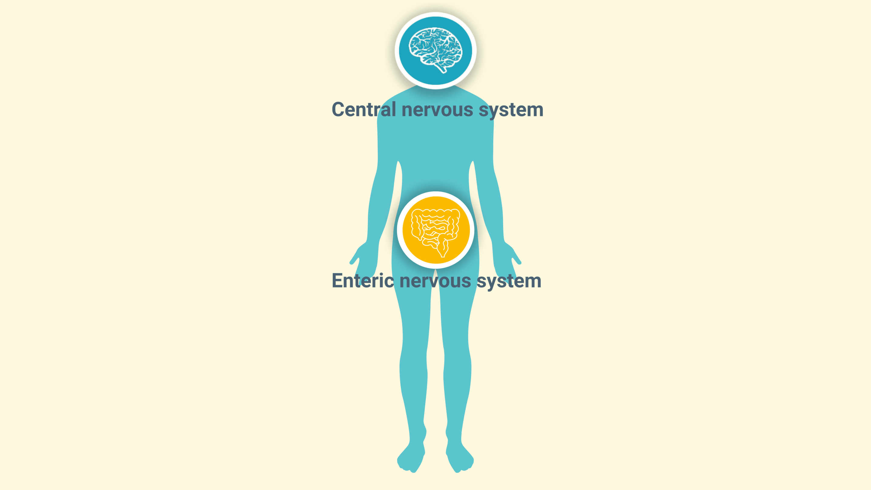 enteric-nervous-system