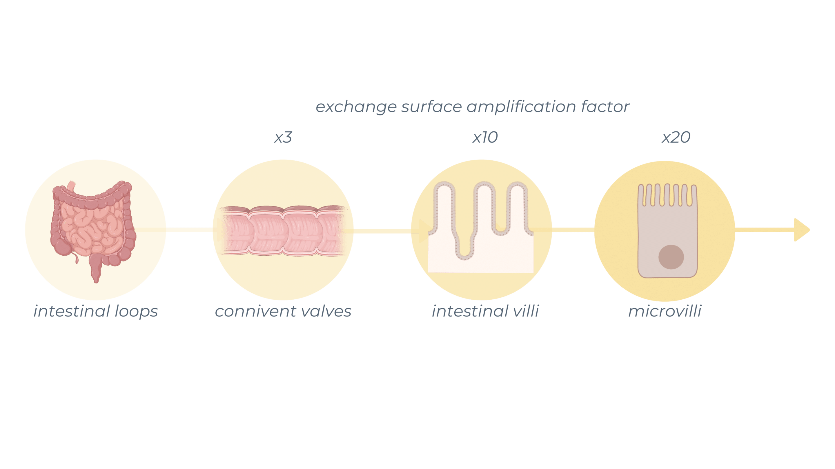 intestinal-barrier-3D-structure