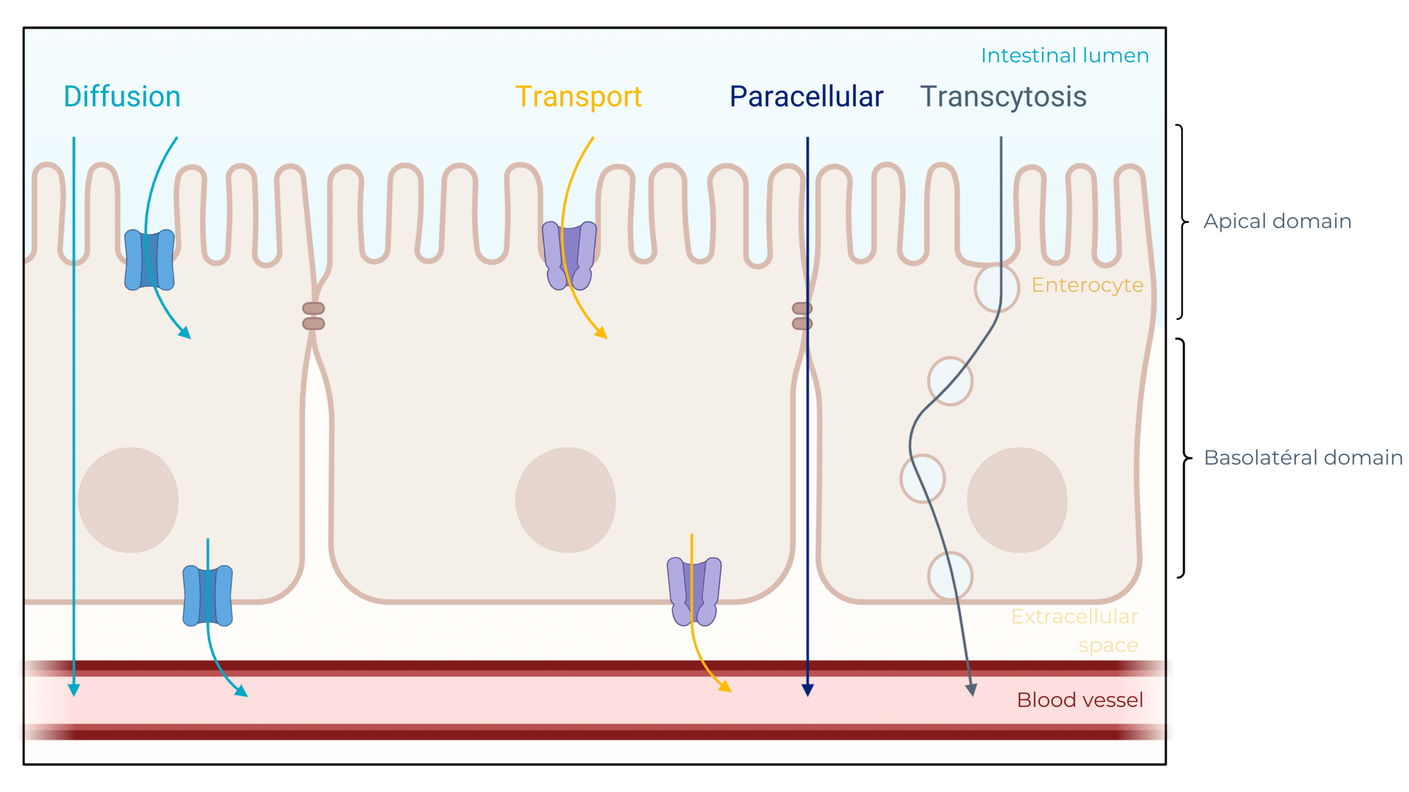 intestinal-barrier-transport