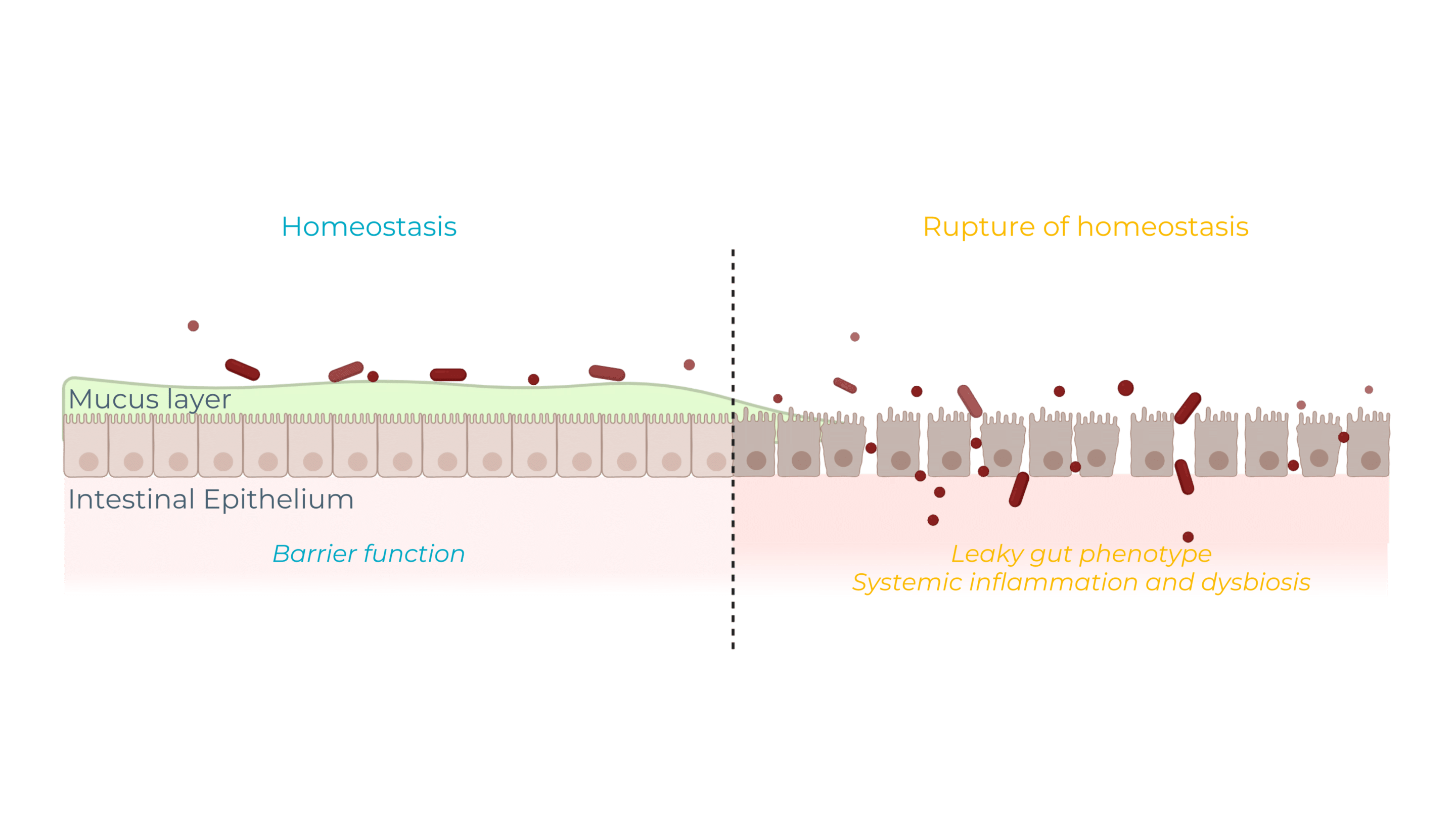 intestinal-barrier-homeostasis