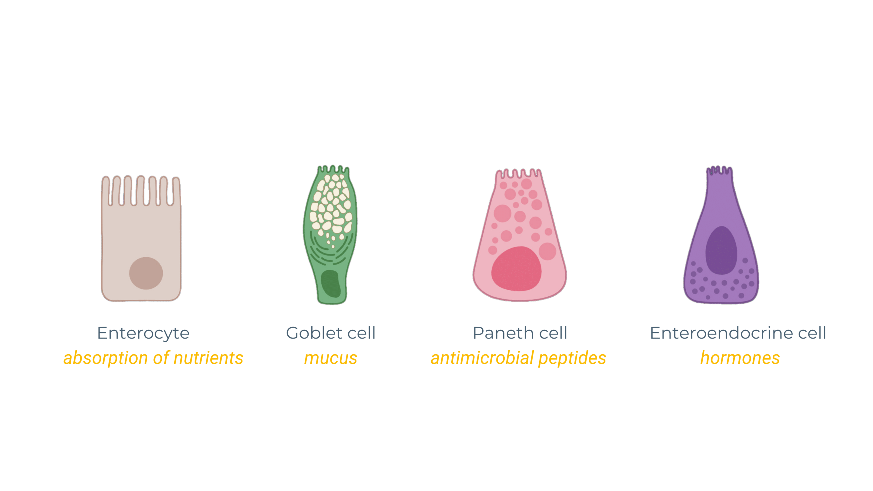 intestinal-barrier-cells