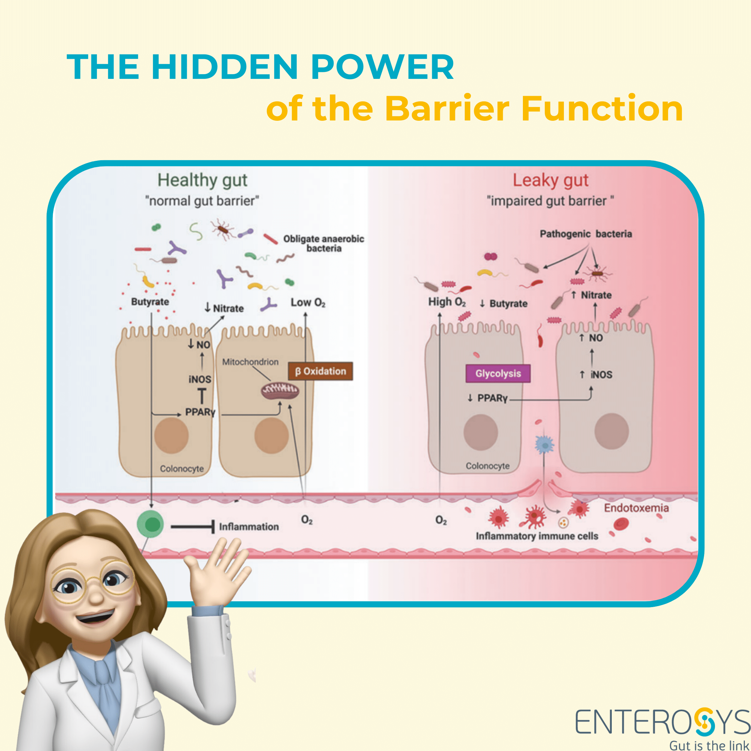 gut-barrier-function