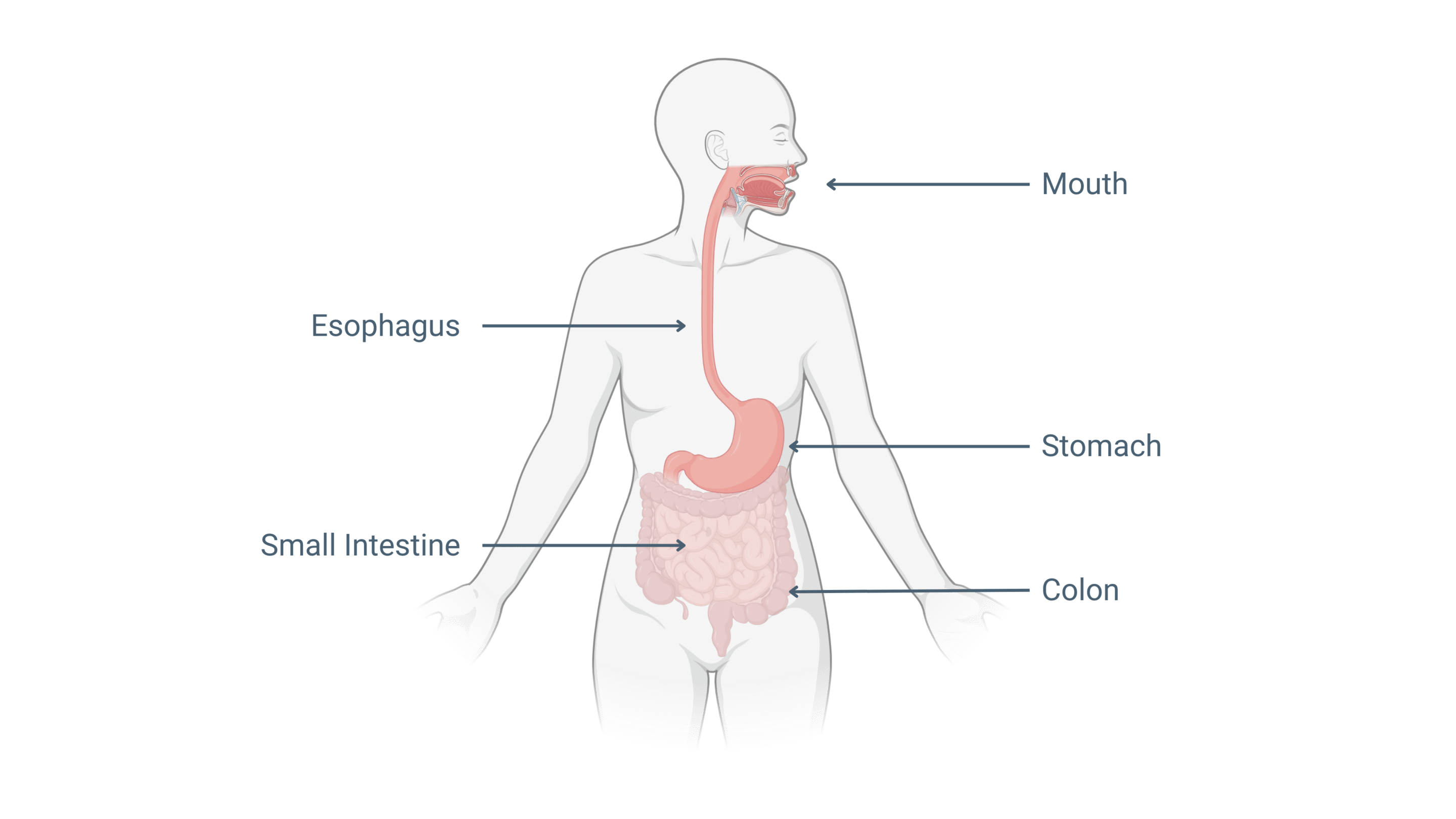 digestive-tract