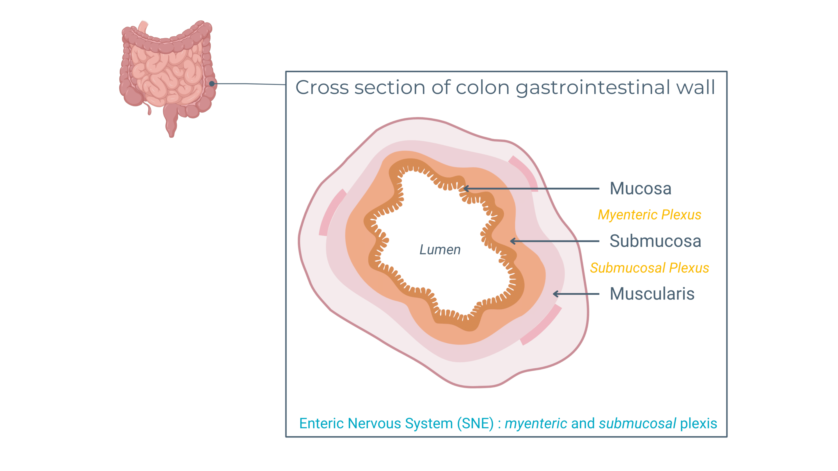 gut-barrier