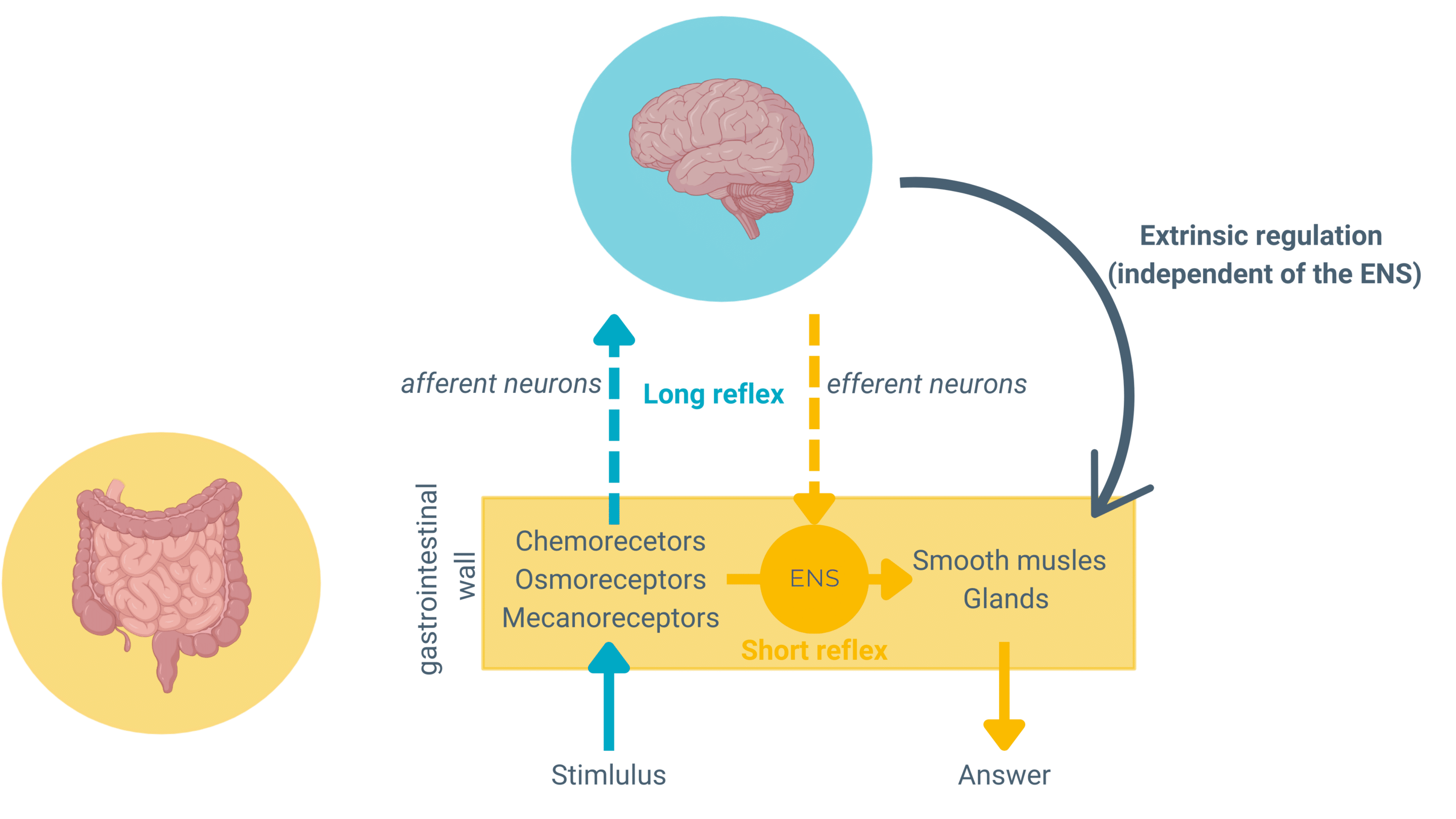 gut-brain-communication