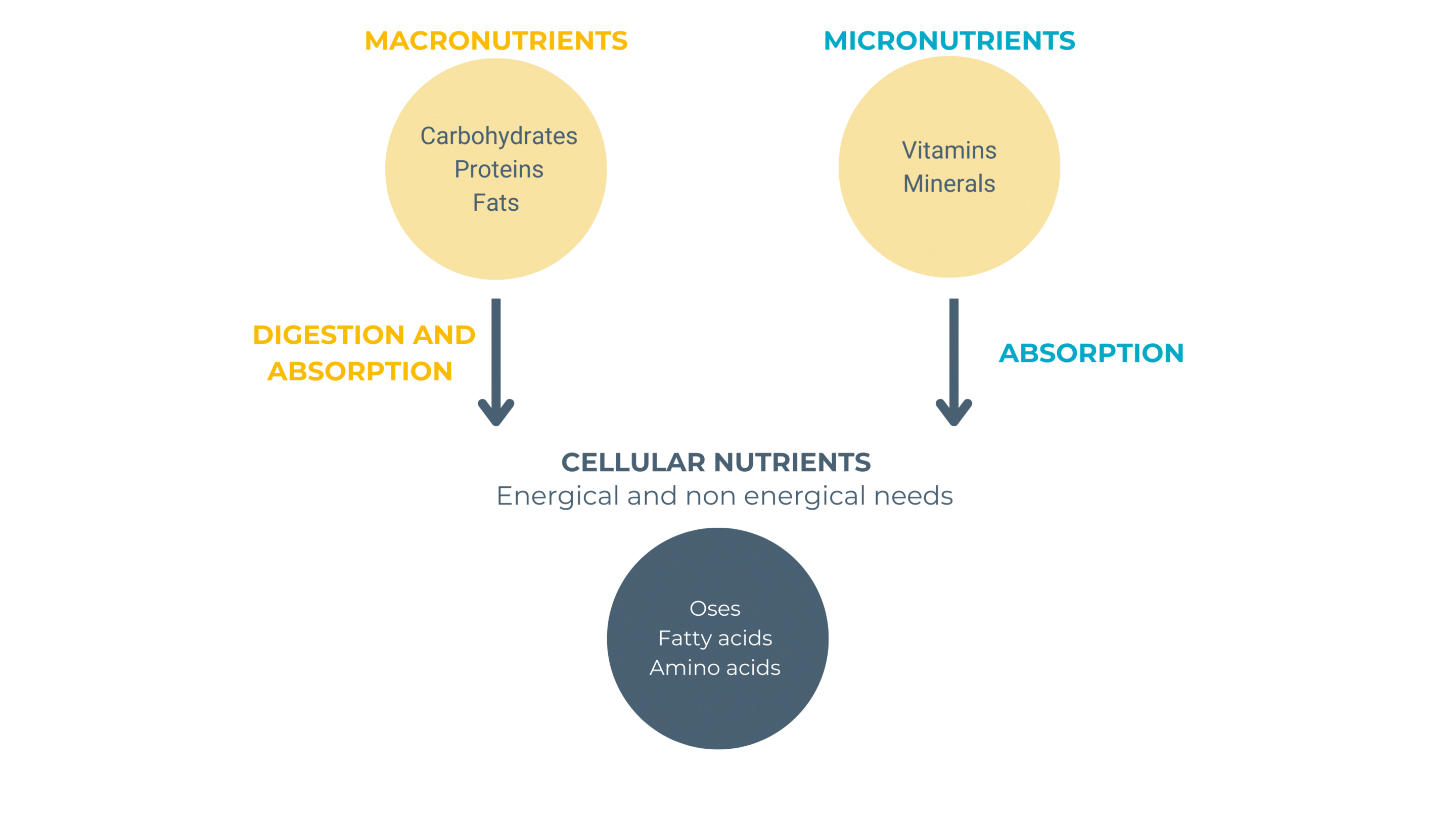 macro-micro-nutrients