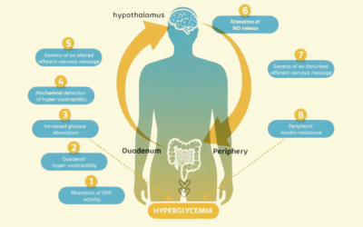 Type 2 Diabetes: the glucose regulation