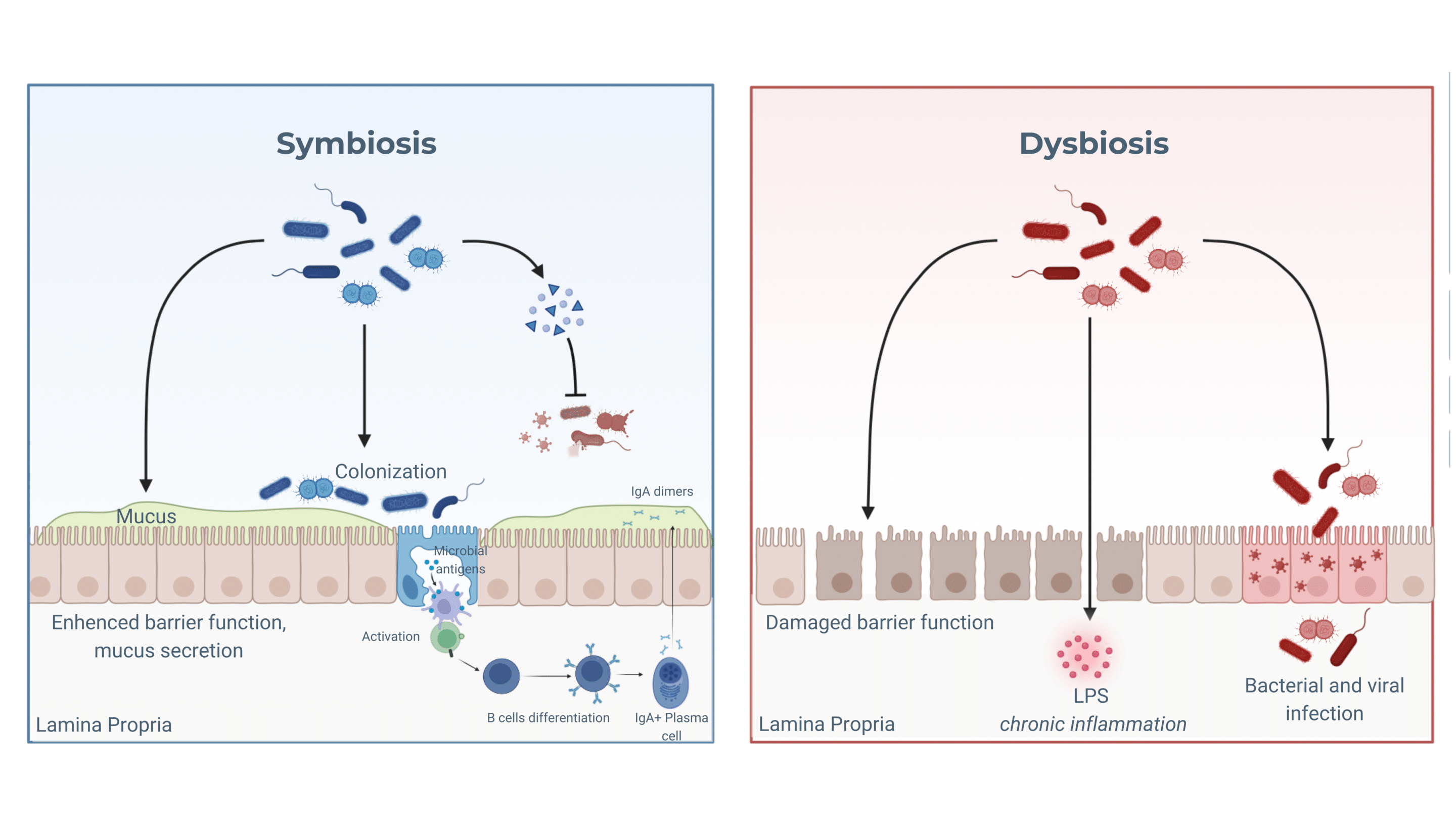 microbiota-homeostasis