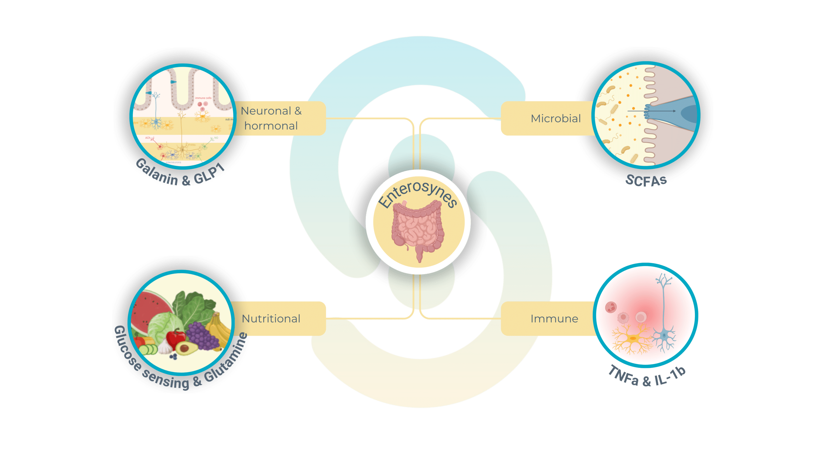 enteric-nervous-system-enterosynes