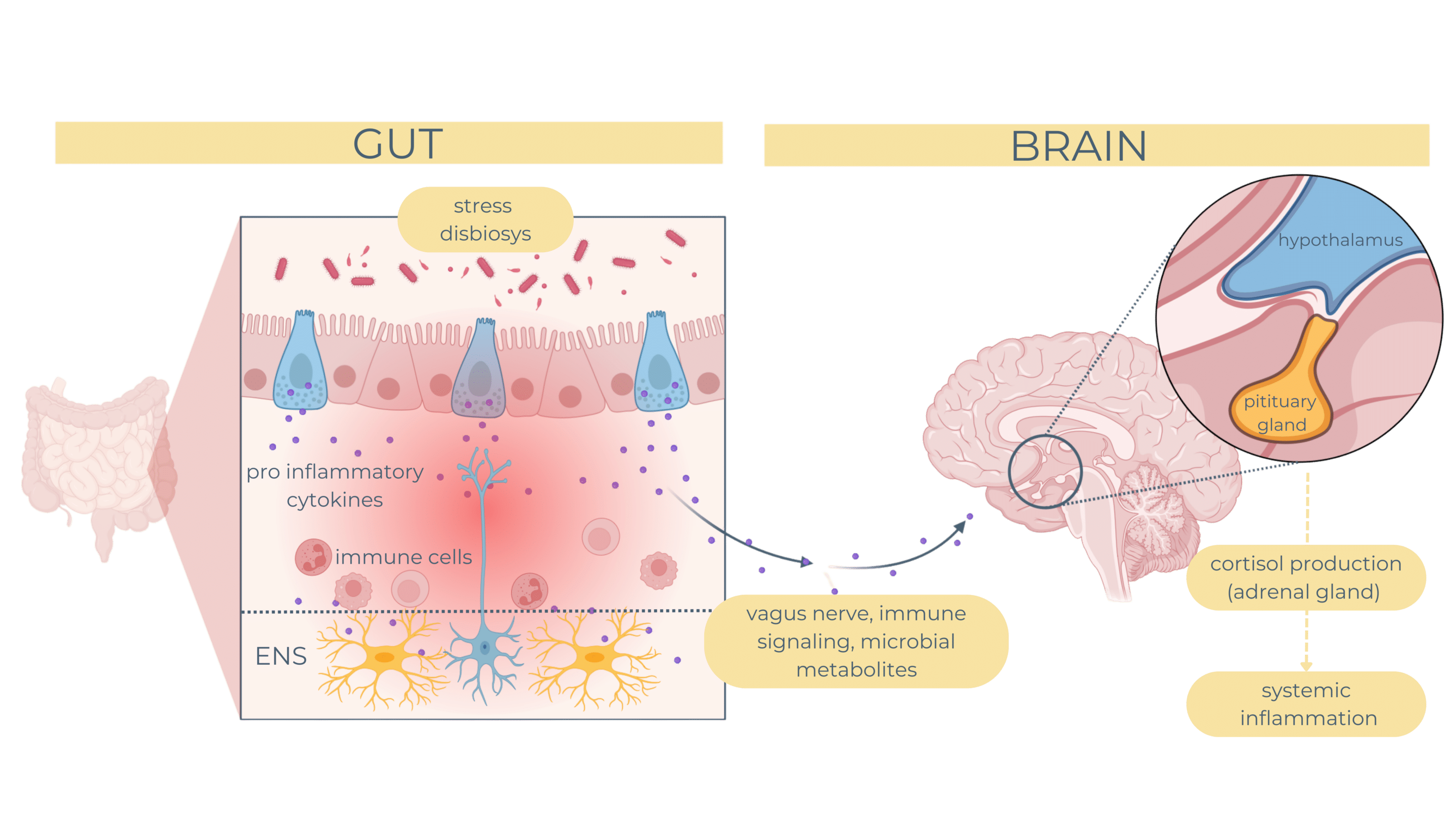 enteric-nervous-system-gut-brain