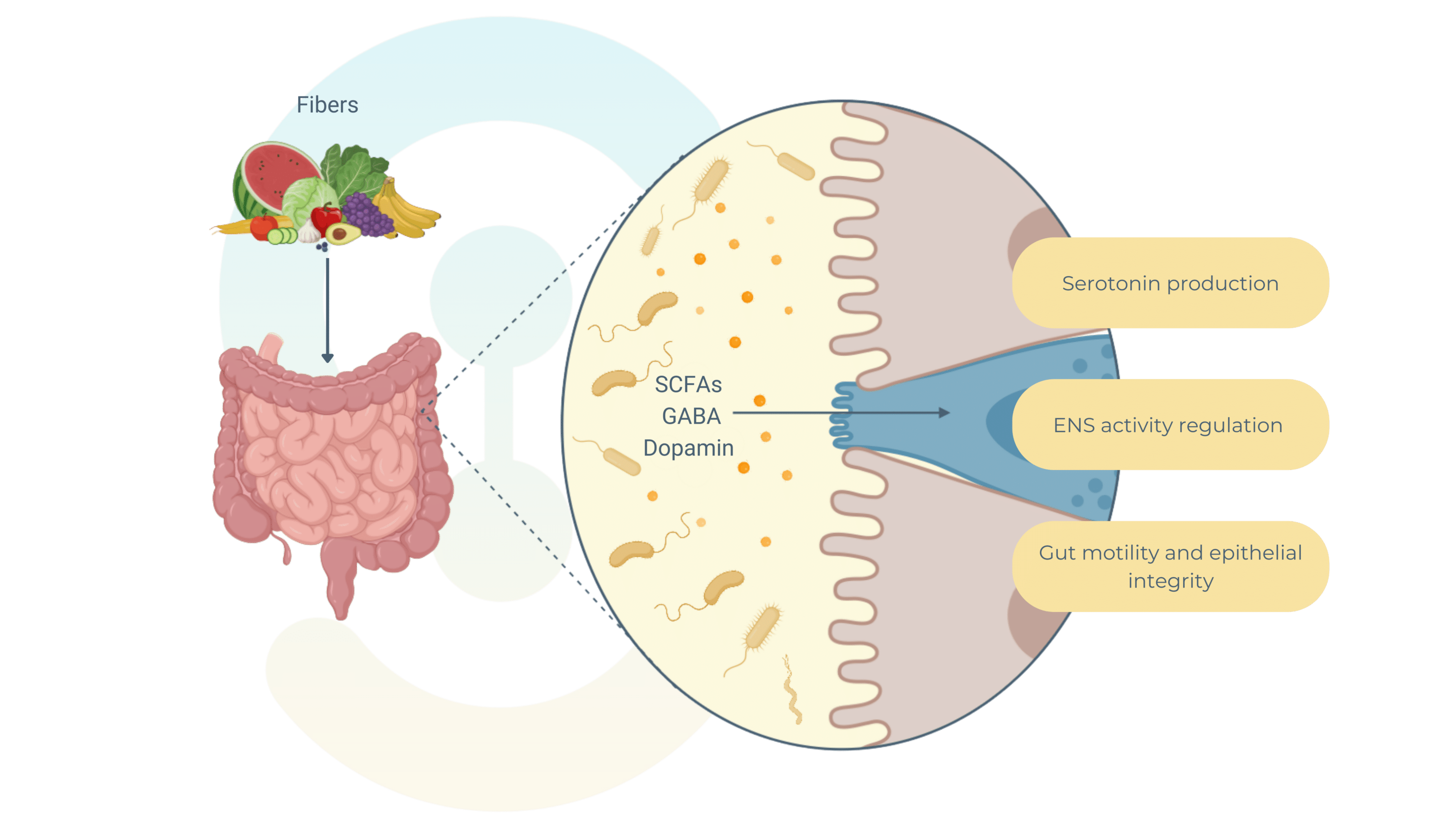 enteric-nervous-system-microbiota