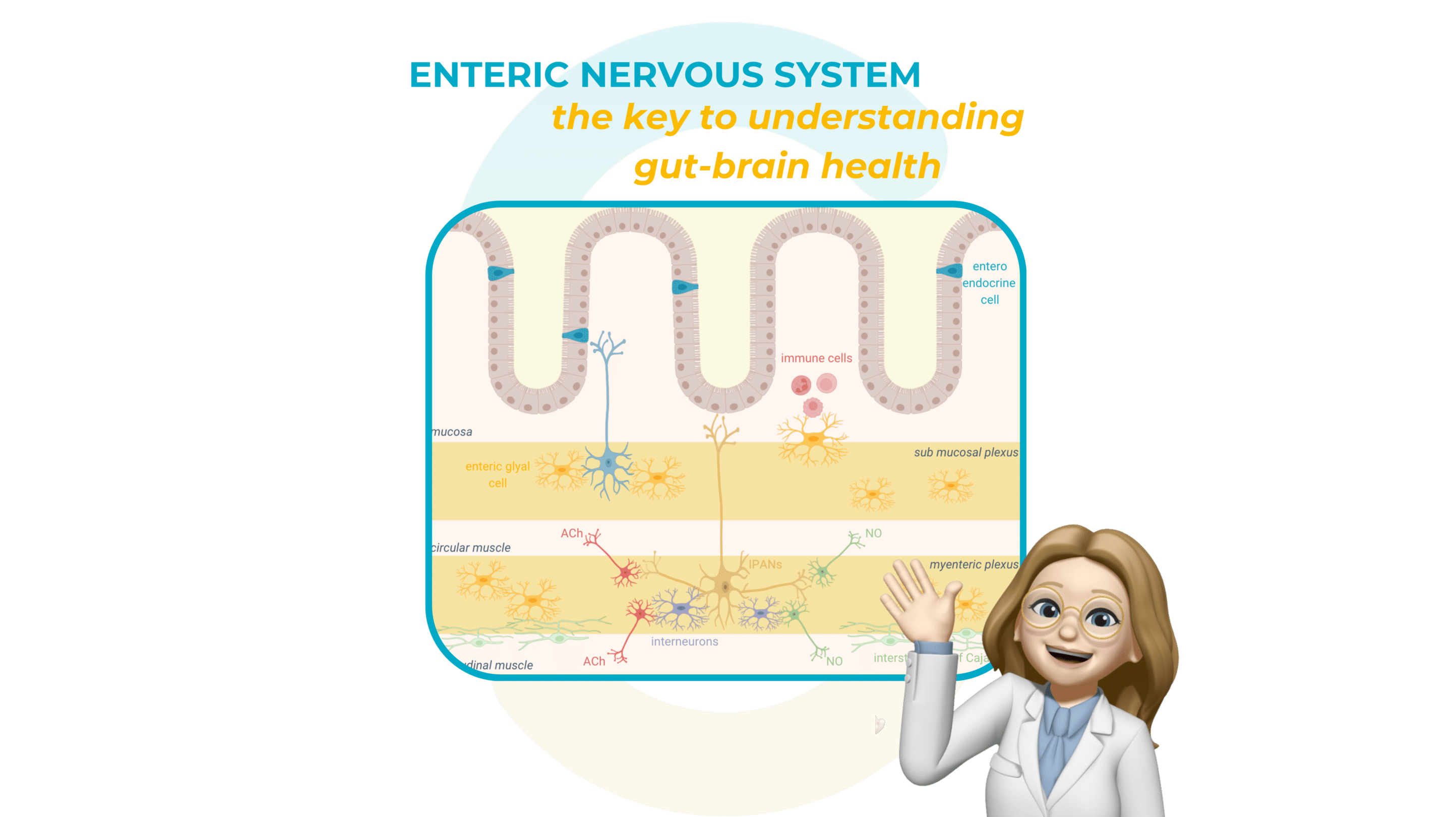 enteric-nervous-system-mini