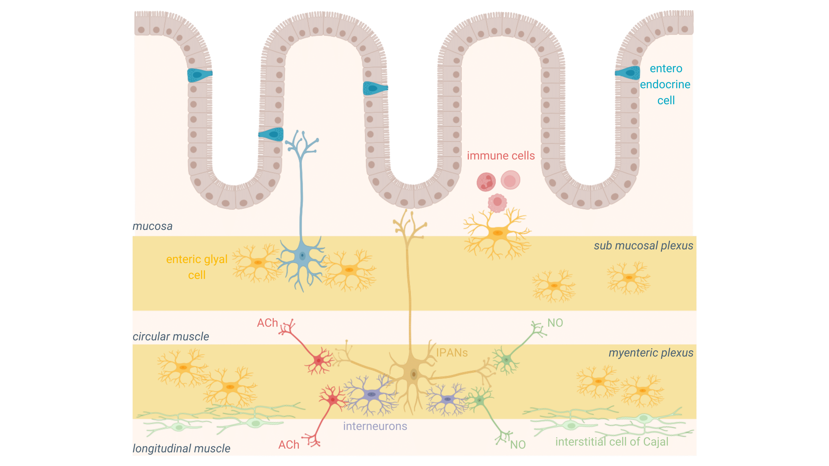 enteric-nervous-system